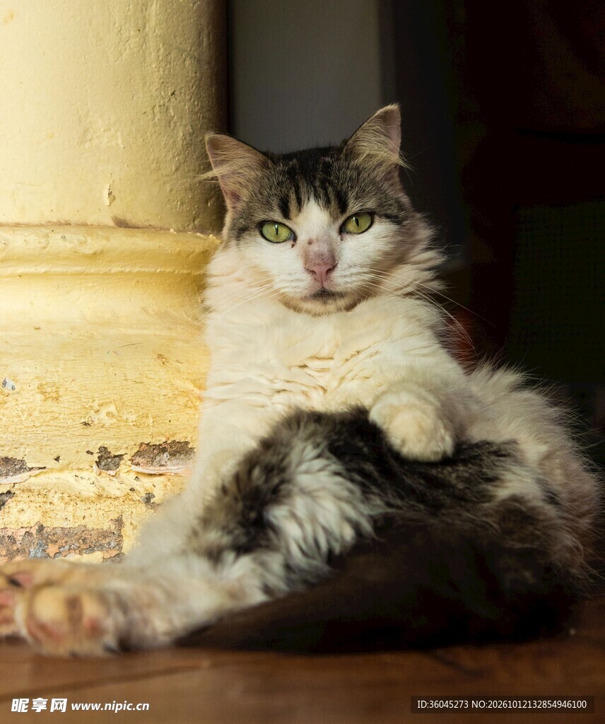 暖光下的慵懒猫咪