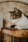 趴在木架上的小猫