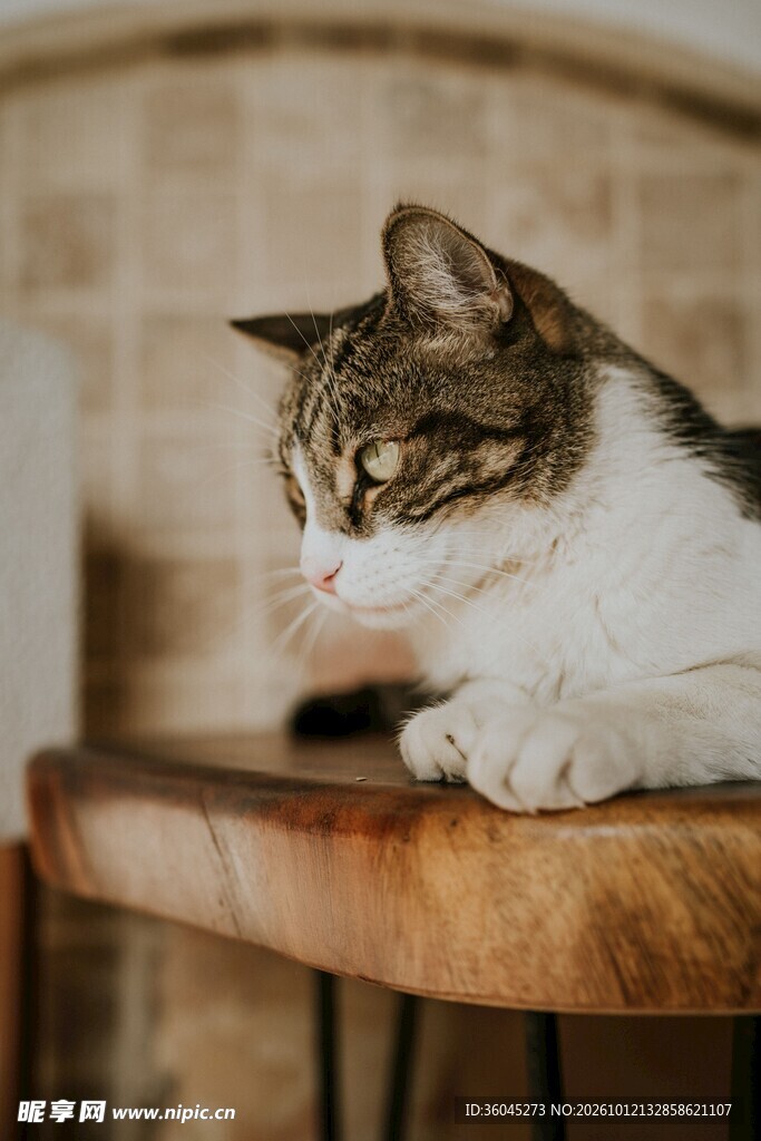 趴在木架上的小猫