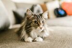 室内趴卧的可爱长毛猫