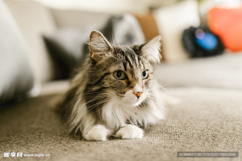 室内趴卧的可爱长毛猫