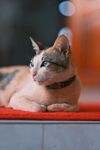 慵懒趴卧的小猫咪