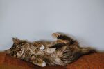 慵懒仰躺的小猫咪