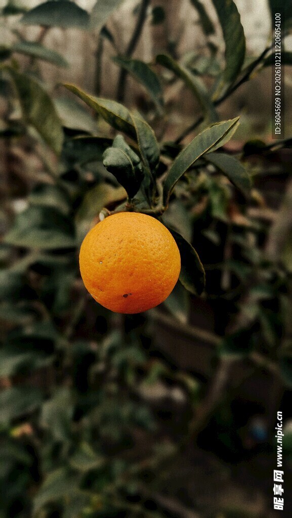 挂在枝头的新鲜橙子