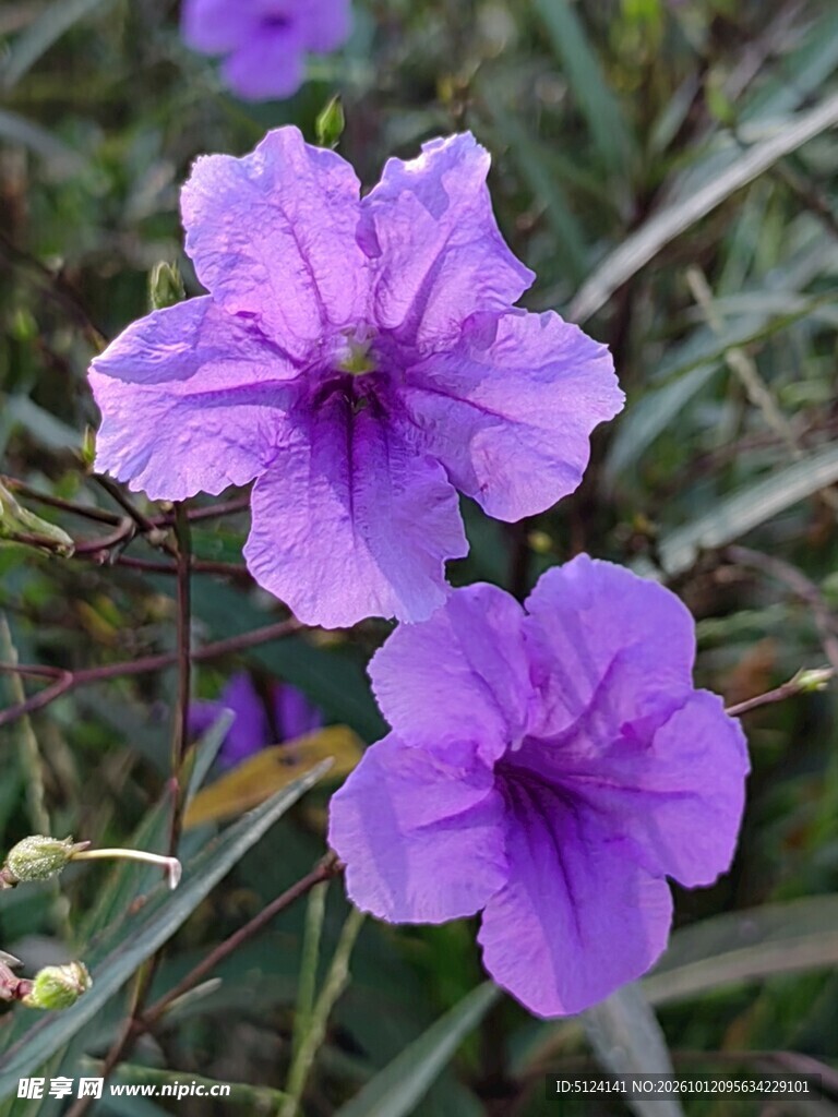 翠芦莉
