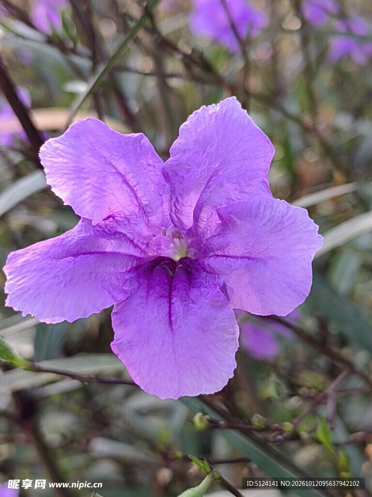 翠芦莉