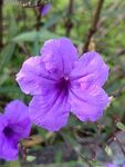 紫色翠芦莉