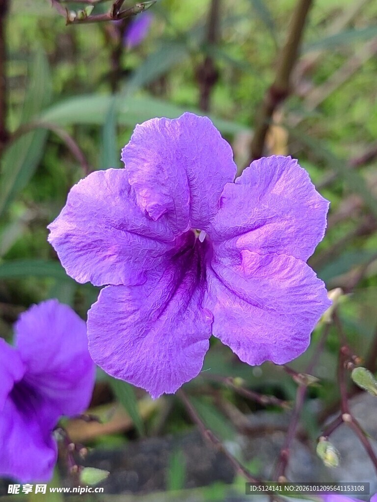紫色翠芦莉