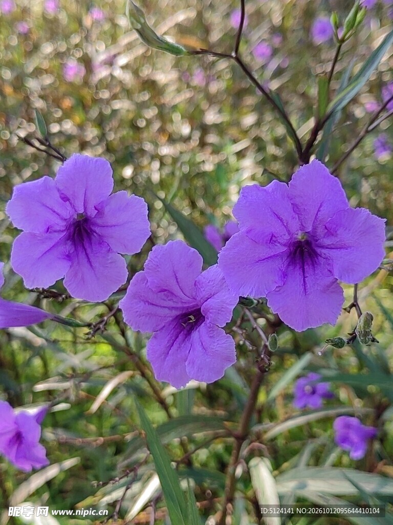 紫色翠芦莉