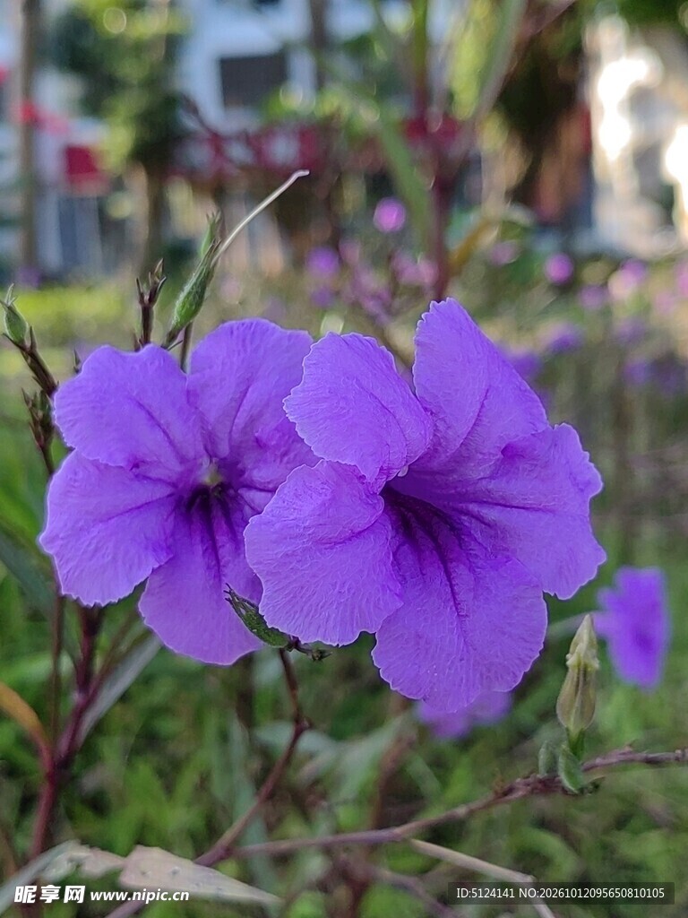 紫色翠芦莉