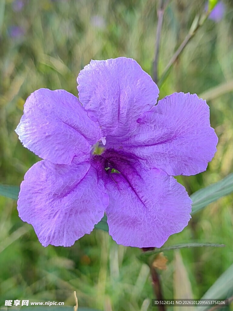 翠芦莉 