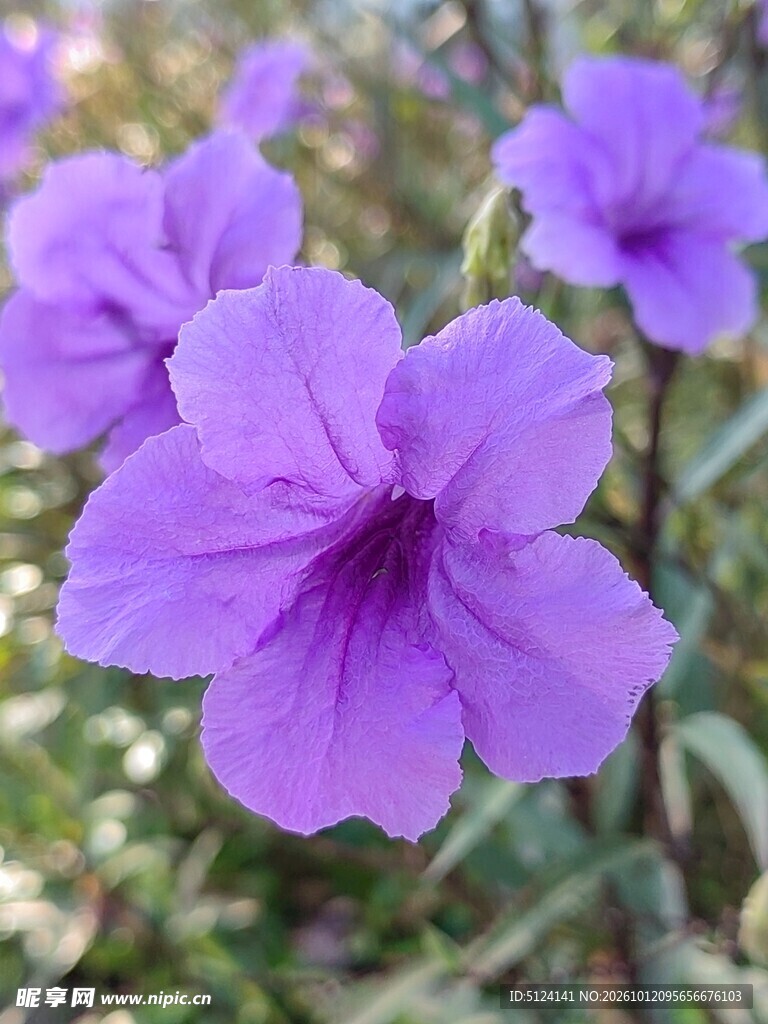 紫色翠芦莉