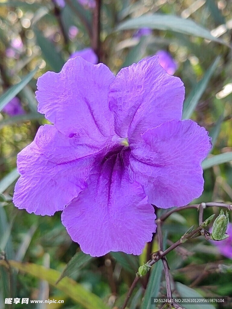 紫色翠芦莉