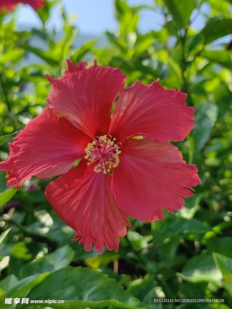 朱槿花