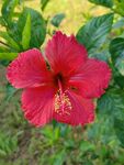 朱槿花