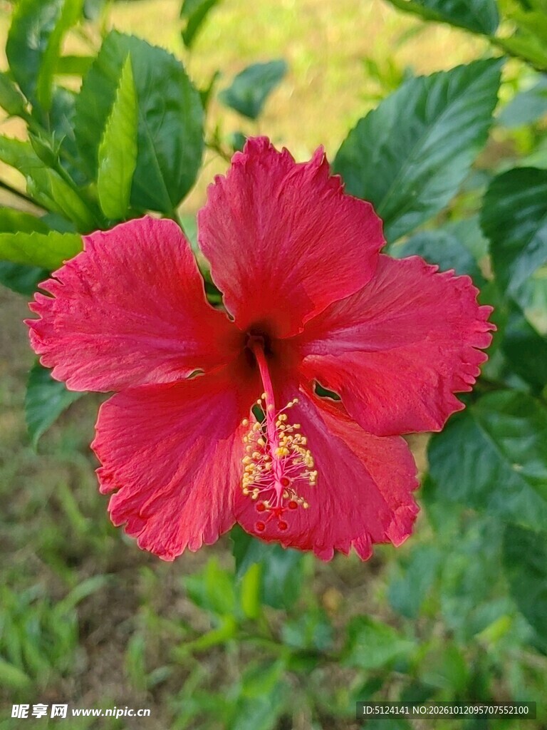 朱槿花