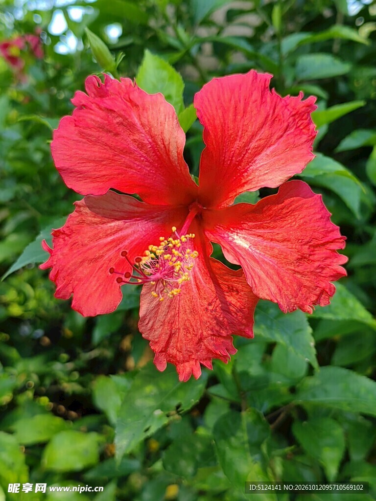 朱槿花