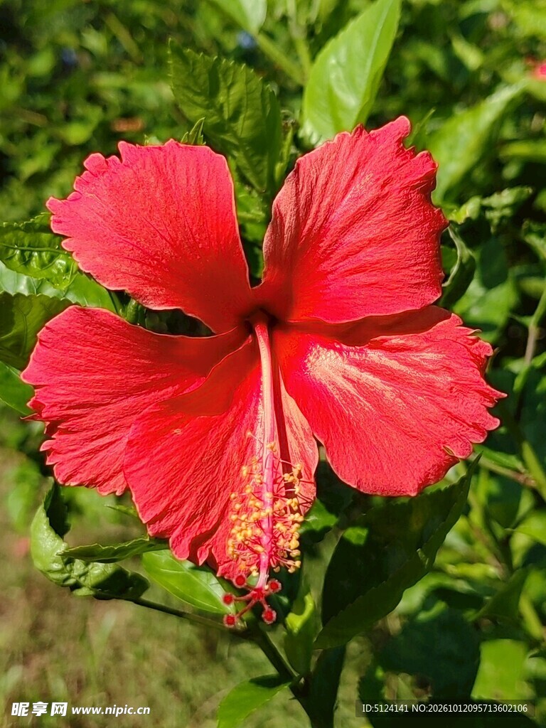 朱槿花