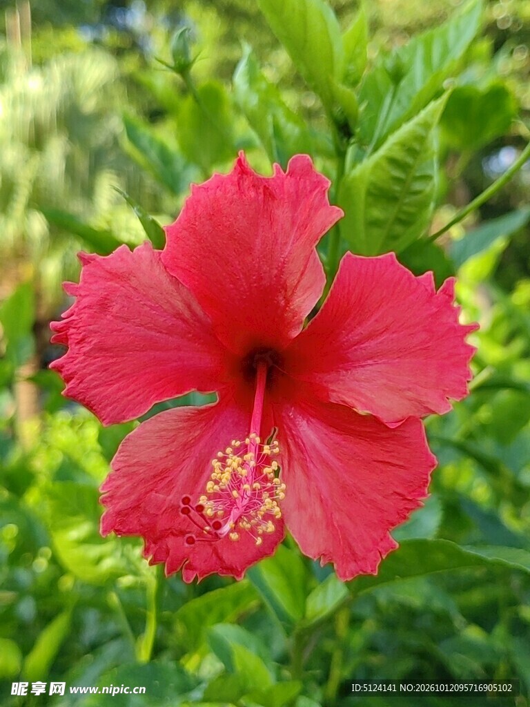 朱槿花