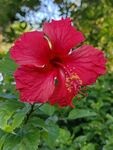 朱槿花