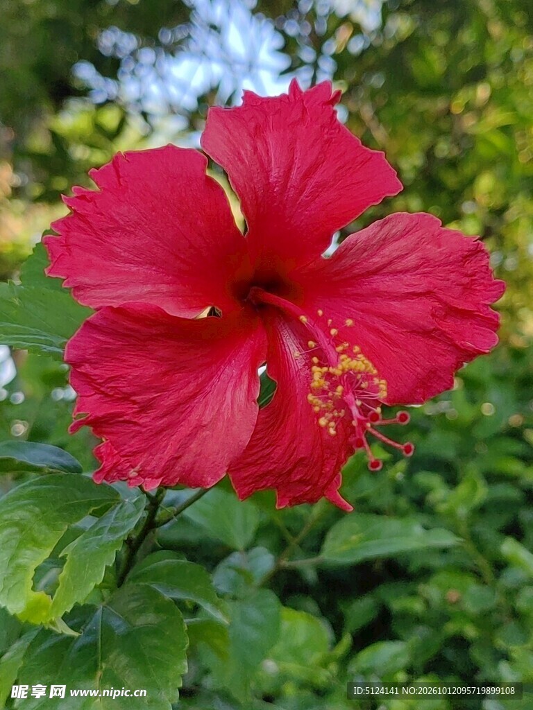 朱槿花