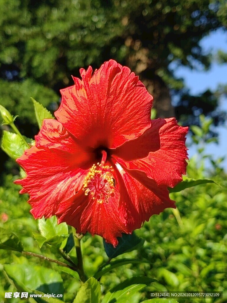 朱槿花