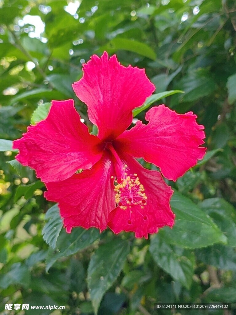 朱槿花