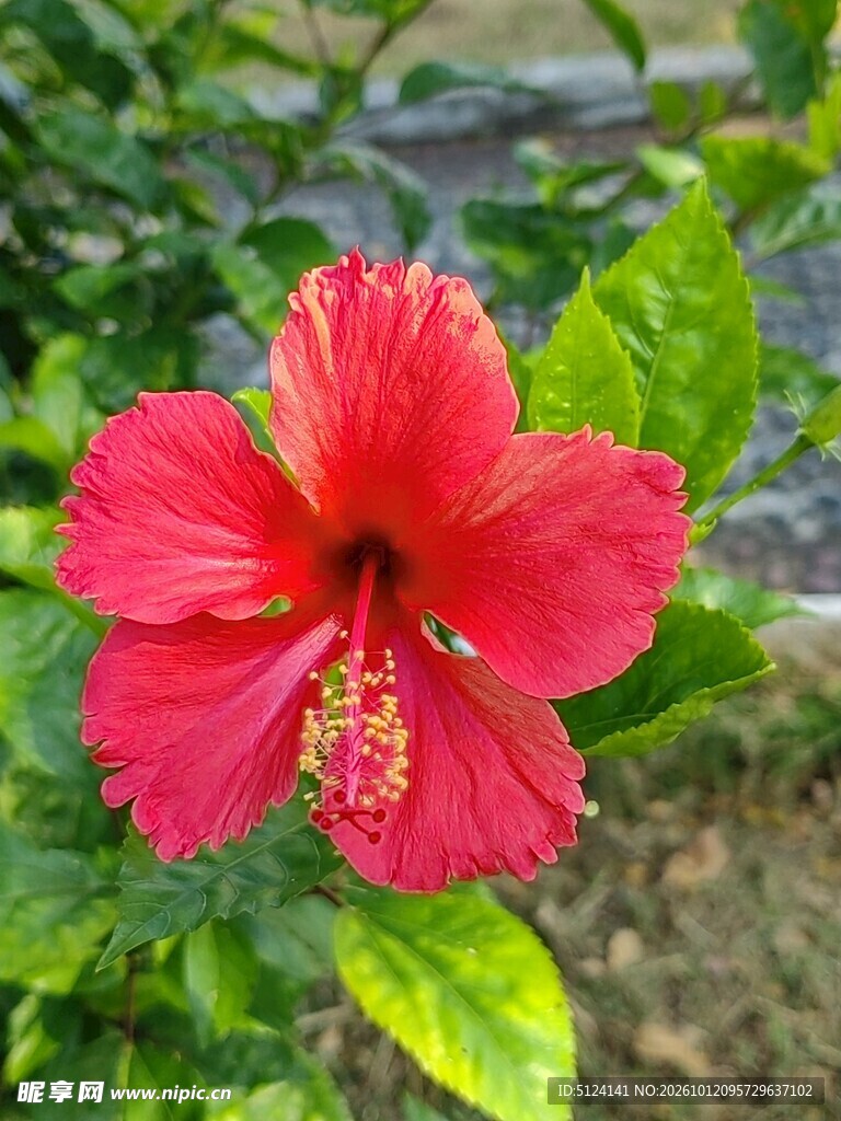 扶桑花