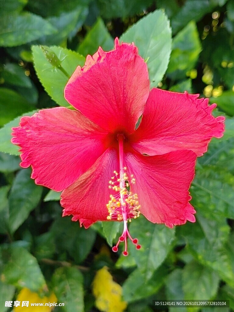 扶桑花