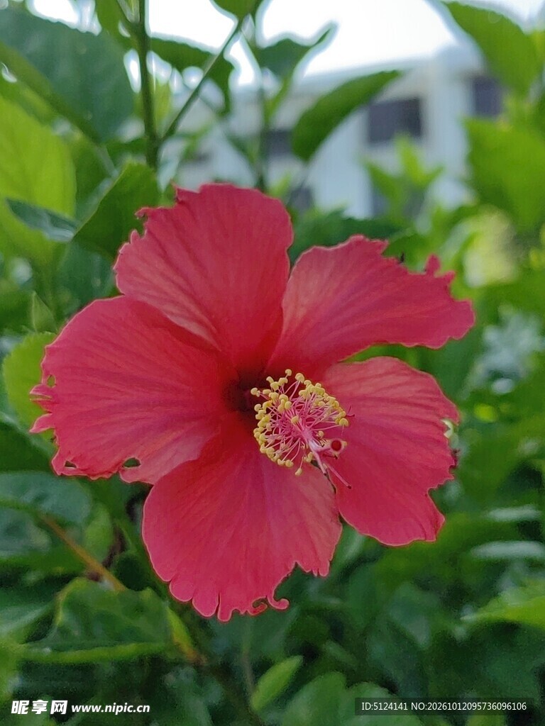 朱槿花