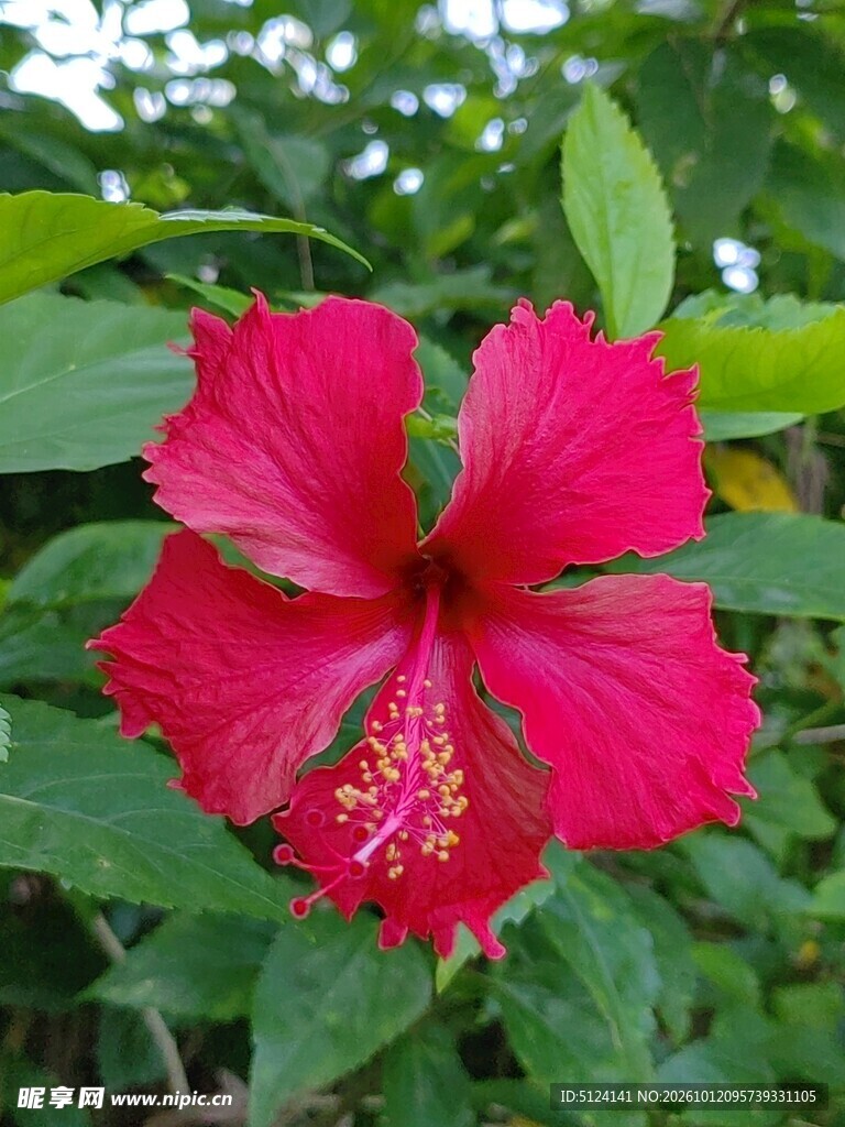 朱槿花