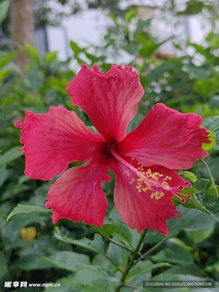 朱槿花