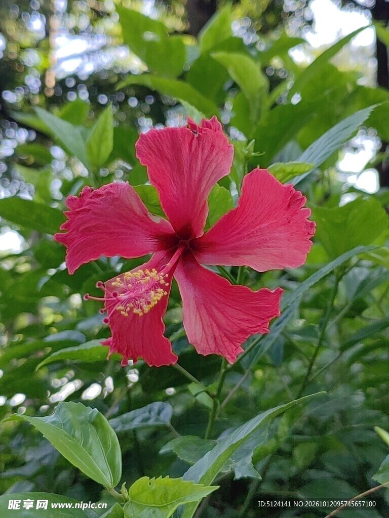 朱槿花