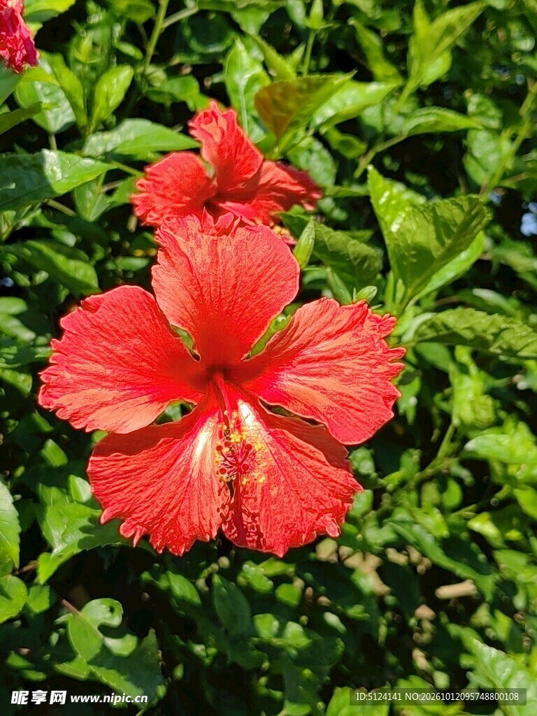 朱槿花