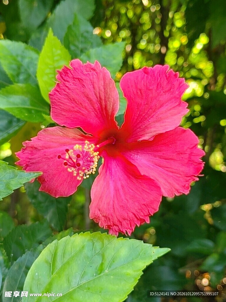 朱槿花
