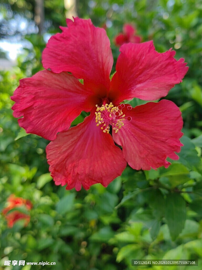 朱槿花