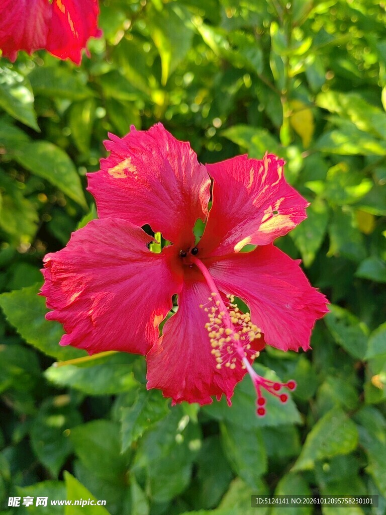 朱槿花