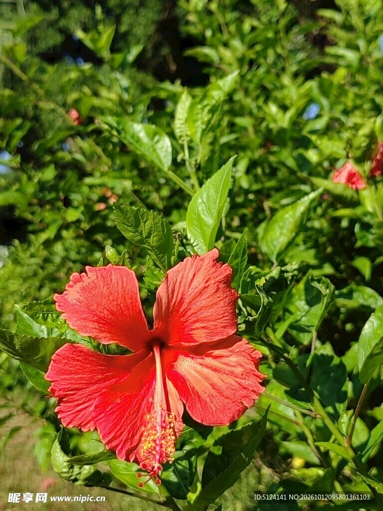 朱槿花