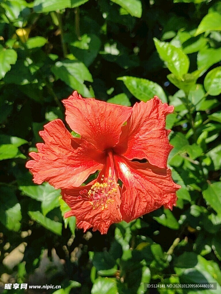 朱槿花