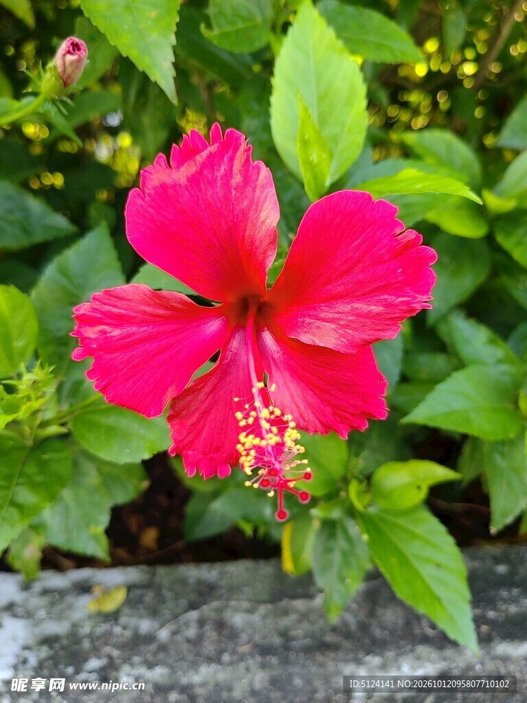 朱槿花