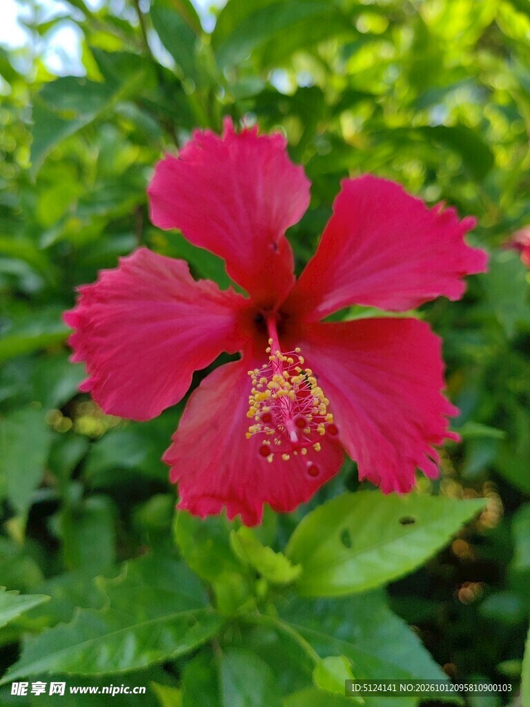 扶桑花