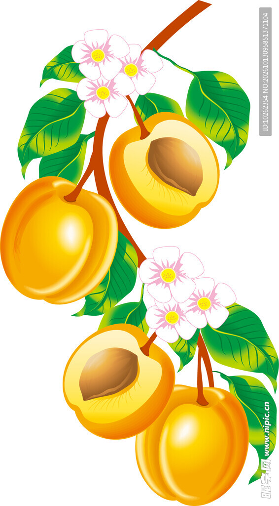 手绘黄杏鲜果插画