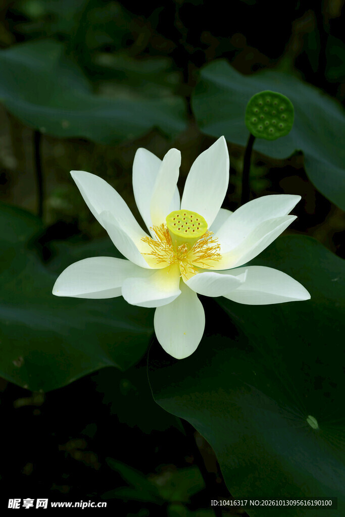 盛开的白色莲花
