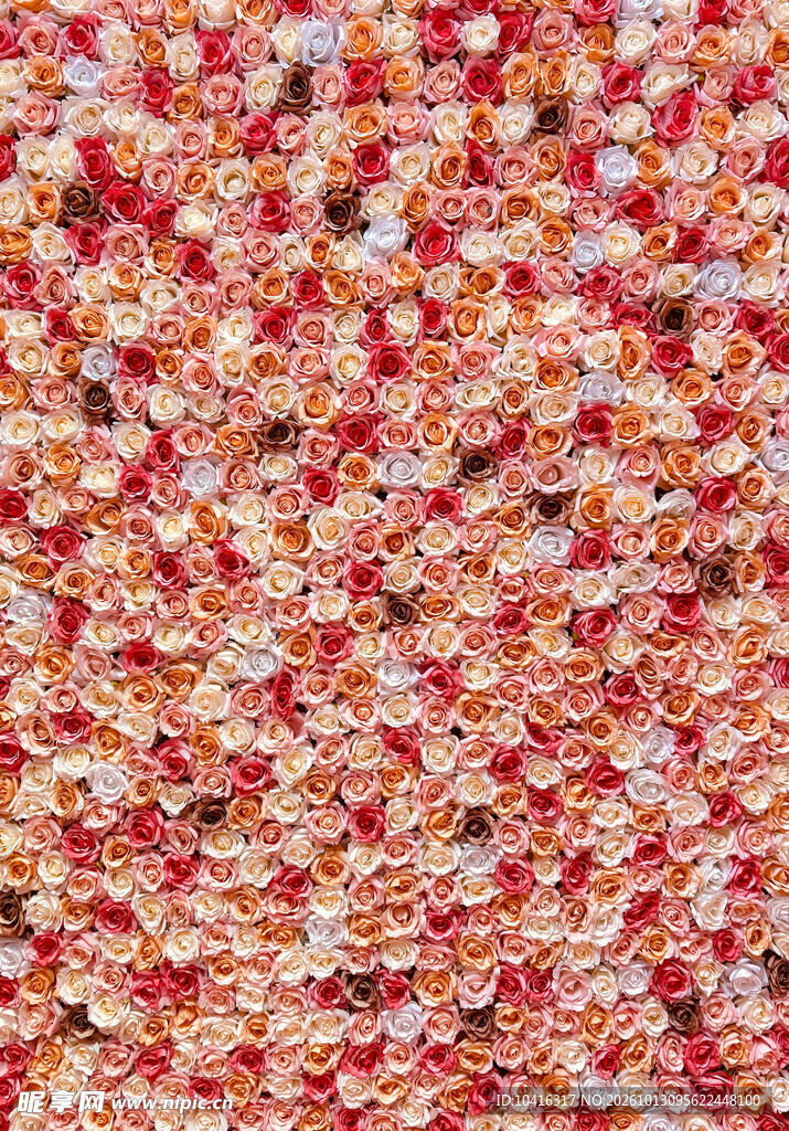 玫瑰花墙