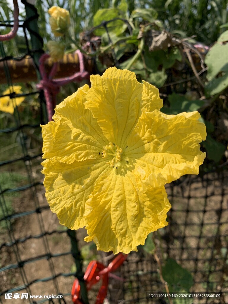 盛开的黄色丝瓜花