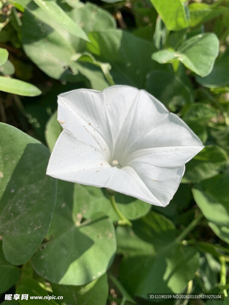 白色牵牛花特写