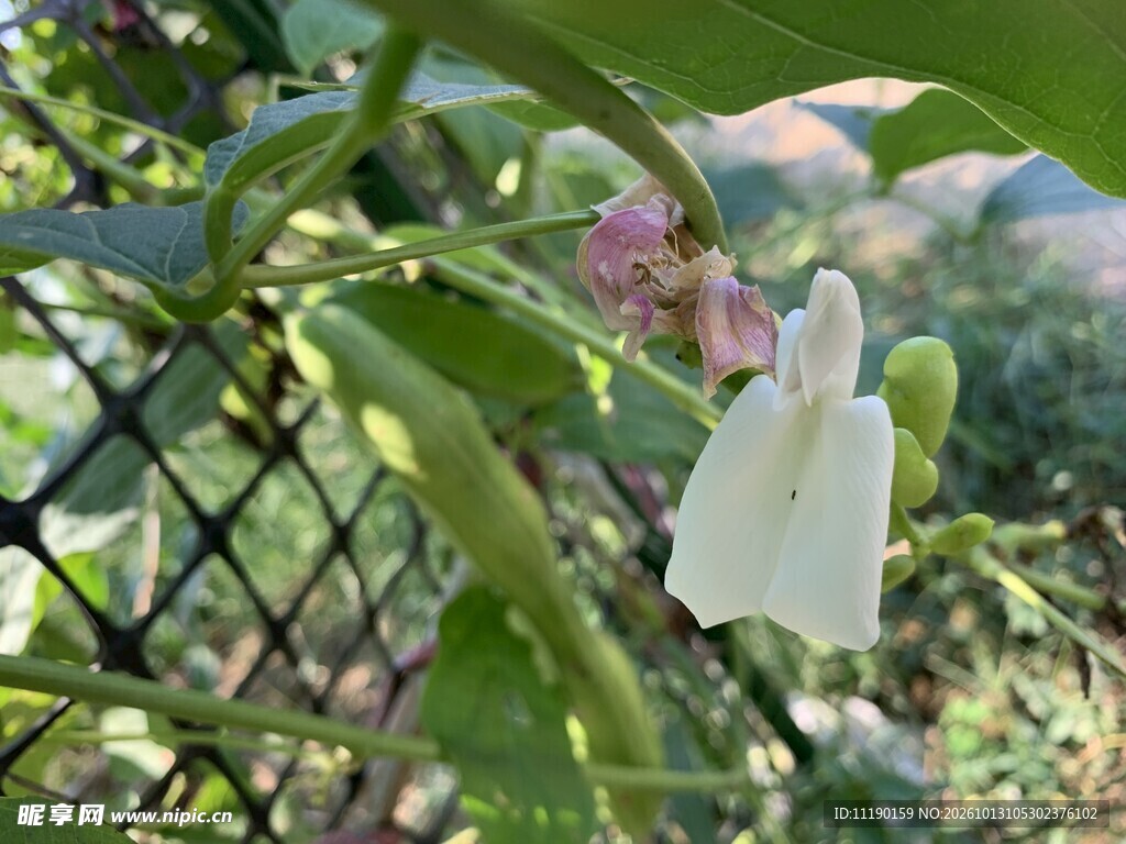 皇帝豆及花