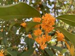 金桂花开满枝头