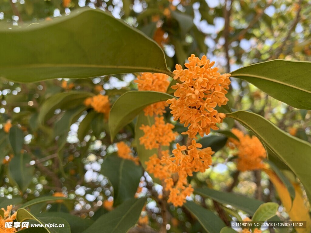 金桂花开满枝头