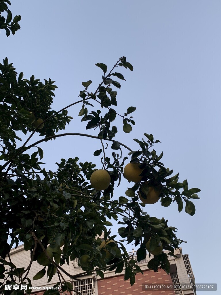 柚子树枝